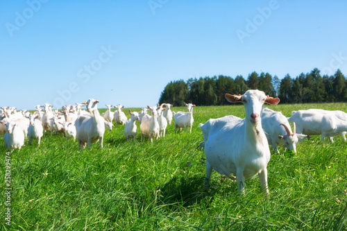 Принти на полотні large herd of white goats in summer