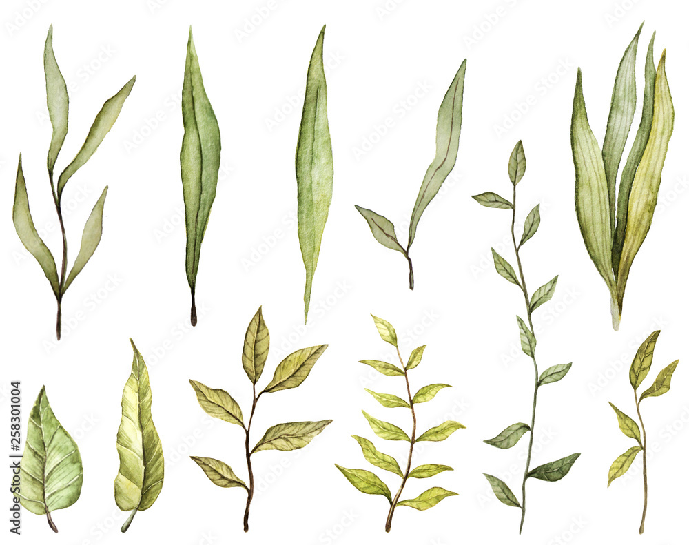 watercolor leaves. botanical elements watercolor leaves. botanical elements
