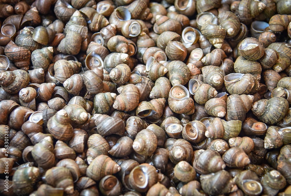 River snail - freshwater snail for sale in the local market River snail - freshwater snail for sale in the local market