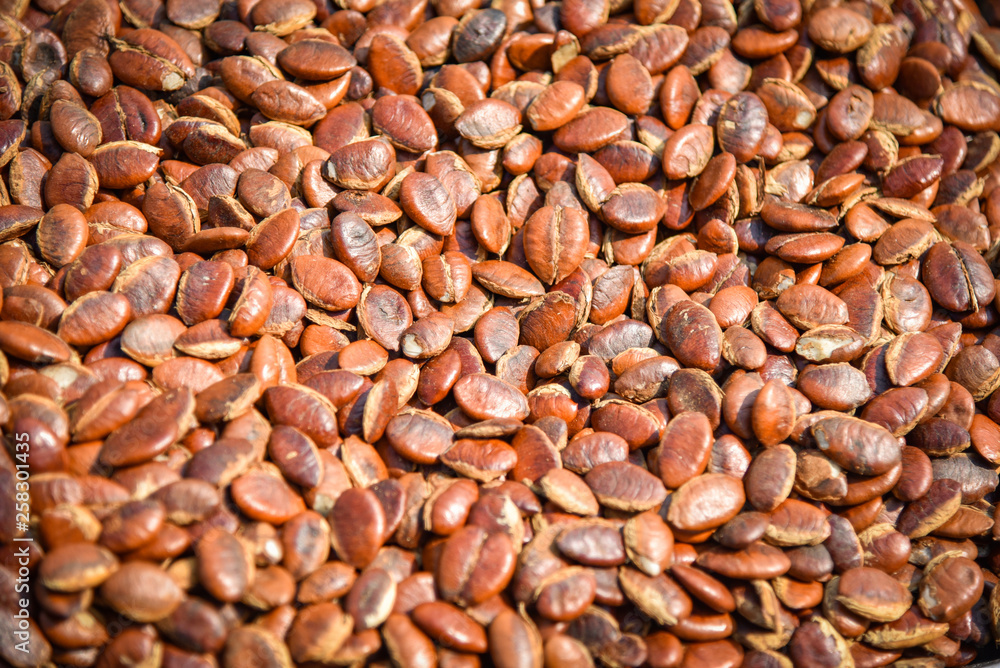 Kayu seed or Irvingia malayana nut for snack high protein local asia food Kayu seed or Irvingia malayana nut for snack high protein local asia food