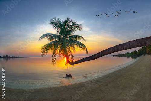 lean of coconut palm tree laying over the sea beach  tropical summer time for relax and traveling on the beach vacation