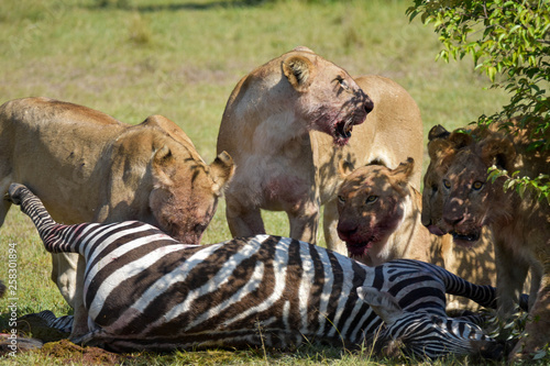 Fototapeta Naklejka Na Ścianę i Meble -  A pride of Lions in the Masai Mara, Kenya, eating their Zebra kill.