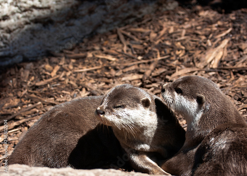 Otters