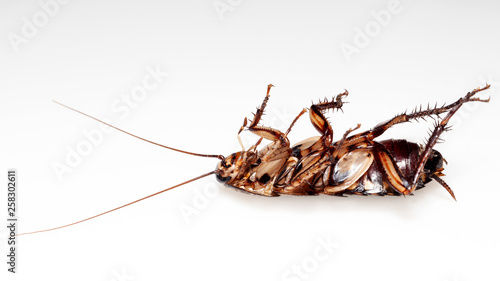 Dead cockroach  on a white background. © SINSU1980