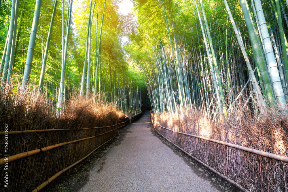 Fototapeta Arashiyama Bamboo Forest famous place in Kyoto Japan. - The Arashiyama Bamboo Grove is one of Kyoto’s top sightseeing for tourist travel to Kyoto and Kansai, Japan.