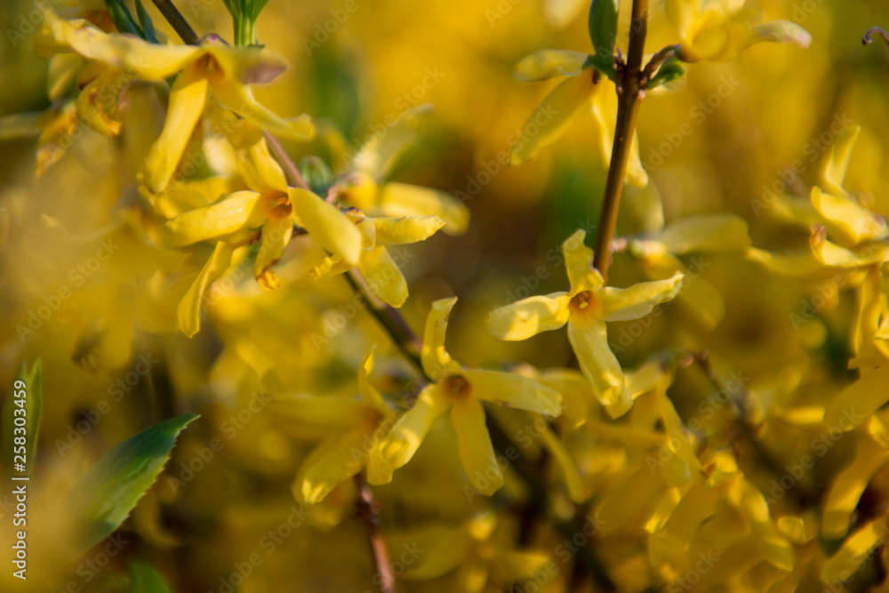 Forsythia Forsythia