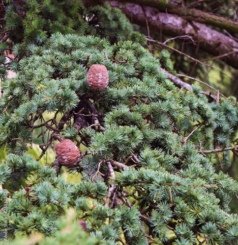 Lebanese cedar apples on a branch photo