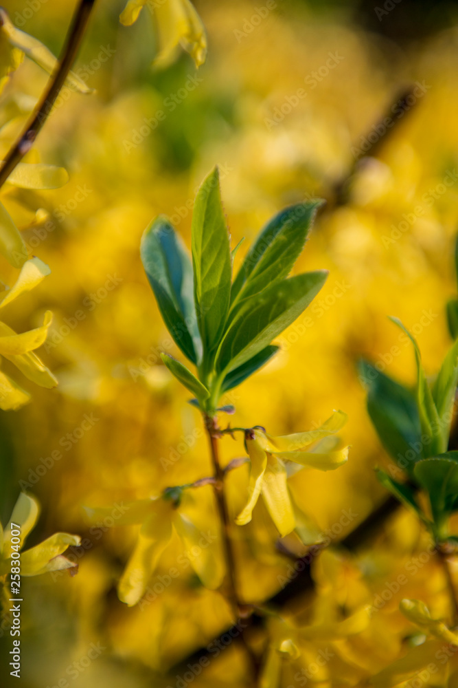 Forsythia Forsythia
