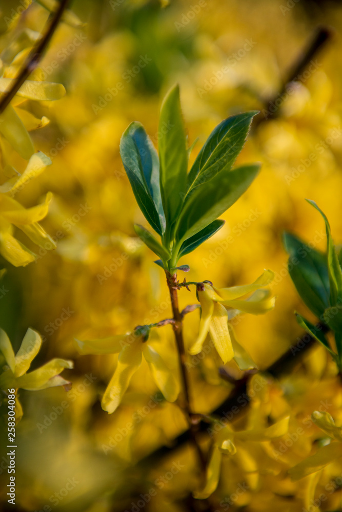 Obraz premium Forsythia