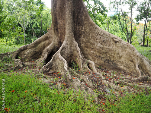 Closeup Photo of Tree with Beautiful Trunk and Roots