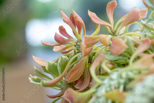 Succulent plant. Euphorbia ritchiei  Tricolor jade 