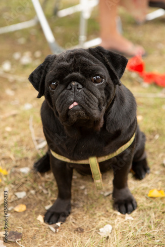 pug is sitting in the grass © Evelien