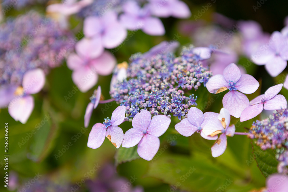 beautiful pink purple flowers in the gardens beautiful pink purple flowers in the gardens