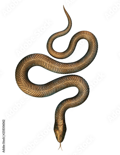 Bronze Snake isolated on White Background. 3D illustration
