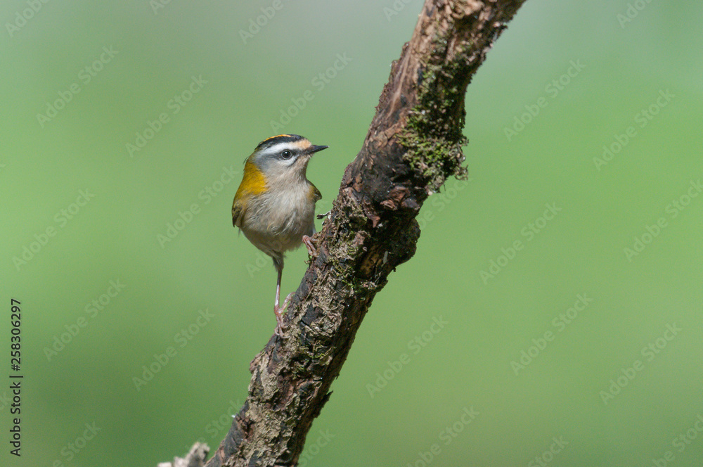Fototapeta premium Sommergoldhähnchen