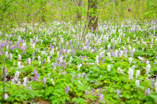 Scenic magical spring forest background of violet and white hollowroot Corydalis cava early spring wild flowers in bloom