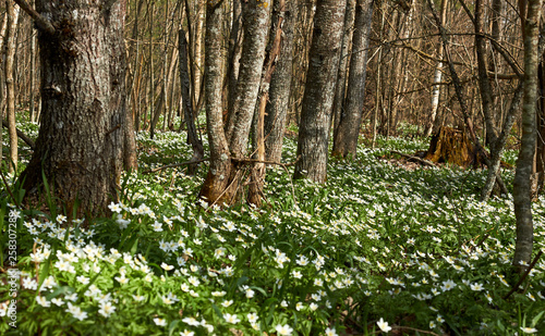 First bloom in the spring thick forest: a carpet from white wild anemones all around old trees, copy space for your design