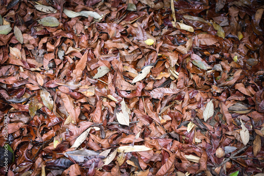 Dry leaves on the ground forest abstract texture background Dry leaves on the ground forest abstract texture background