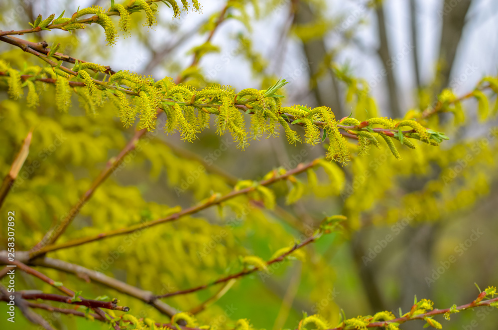 Blooming willow tree branch at blue sky background. Soft focus closeup. Blooming willow tree branch at blue sky background. Soft focus closeup.