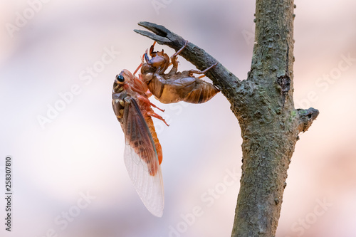 Cicada sloughing off  its gold shell with blurred background photo