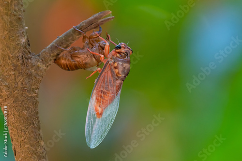 Cicada sloughing off its gold shell with colorful blurred background