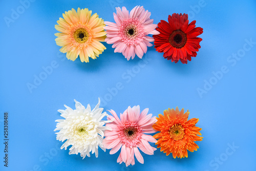 Colorful gerbera spring flowers summer beautiful blooming on blue background