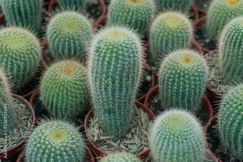 Cactus is a perennial shrub. Cactus is a perennial shrub.