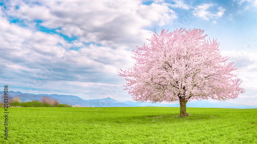 Fotografia, Obraz Japanese cherry sakura in bloom