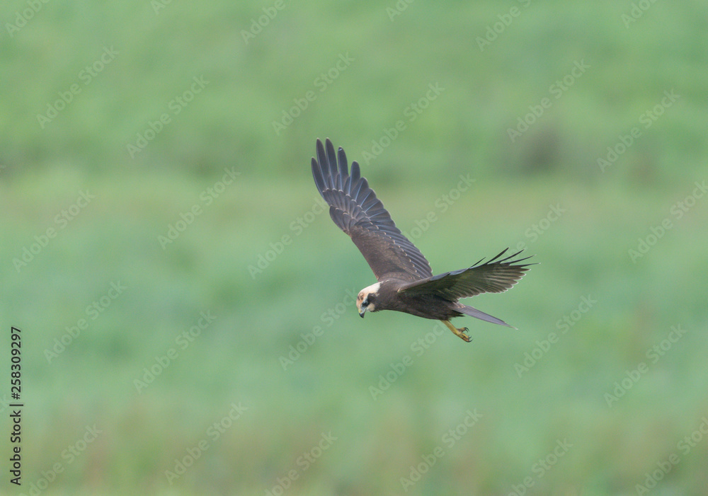 Fototapeta premium Rohrweihe