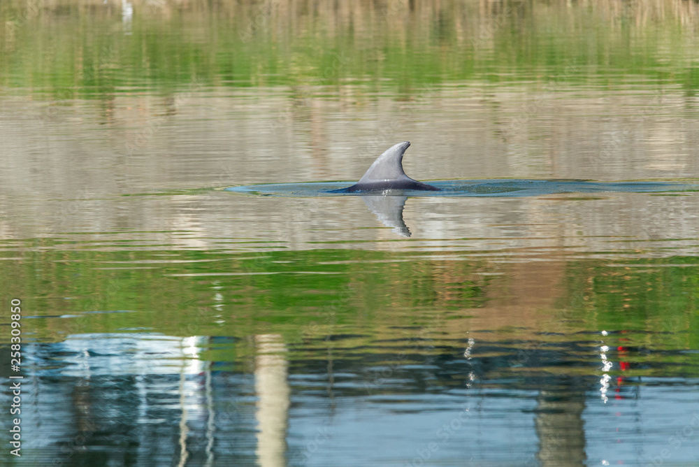 Obraz premium The bottlenose dolphin in the river