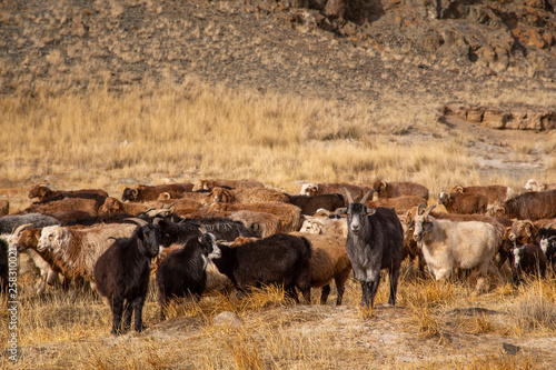 Wallpaper Mural mutton in a landscape of western monolia Torontodigital.ca