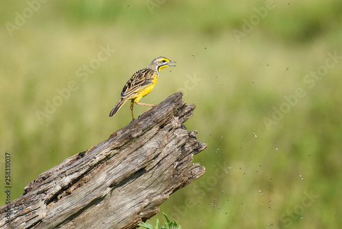 Yellow throated longclaw bird, perched on a dead log, hunting flies that circle it, in the Masai Mara National Game Reserve, Kenya, Africa