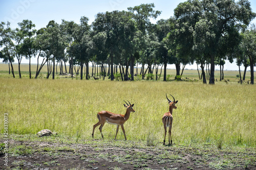 A pair of male impala walking near a treeline in the Masai Mara, Kenya, Africa