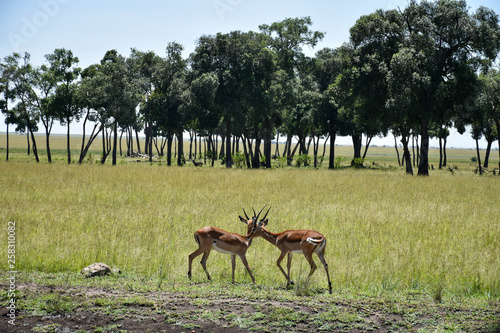 A pair of male impala walking near a treeline in the Masai Mara, Kenya, Africa