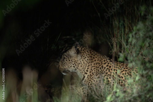 Young female leopard at night with a spotlight in the bush