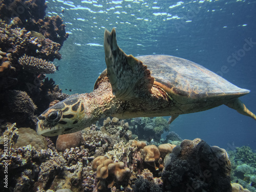 Sea turtle Bissa (Eretmochelys imbricata) swims on a coral reef.