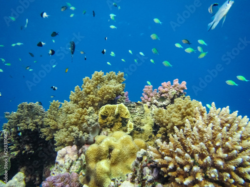 Nephtheidae Soft coral (Litophyton arboreum) and  beautiful coral reef. © HannaIvanova