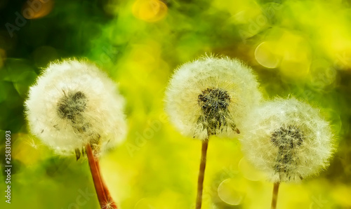 Gentle fluffy dandelions on a natural background of the summer garden.