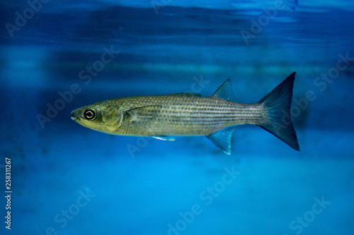 The flathead grey mullet