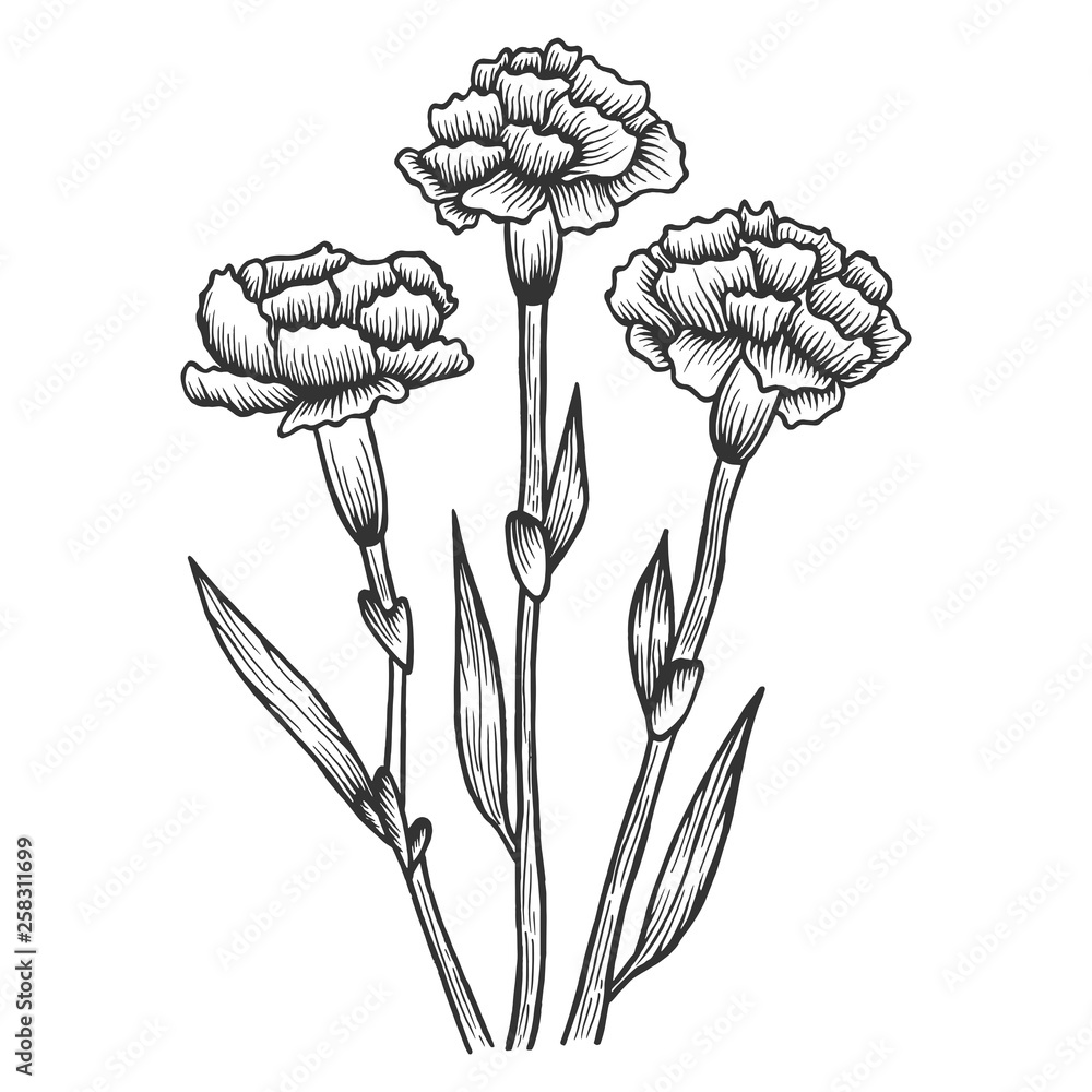 Dianthus carnation flowers sketch engraving vector illustration ...