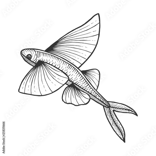 Flying fish animal sketch engraving vector illustration. Scratch board style imitation. Black and white hand drawn image.