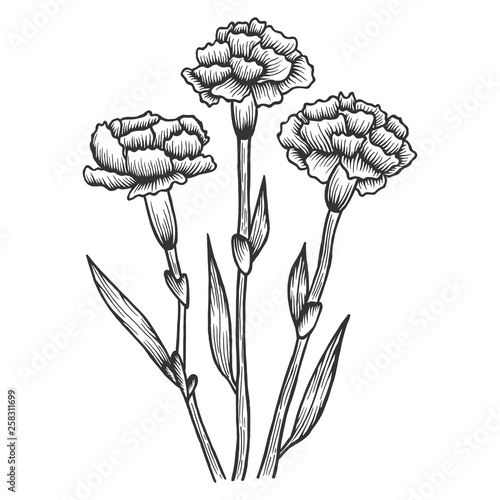 Dianthus carnation flowers sketch engraving vector illustration. Scratch board style imitation. Hand drawn image.