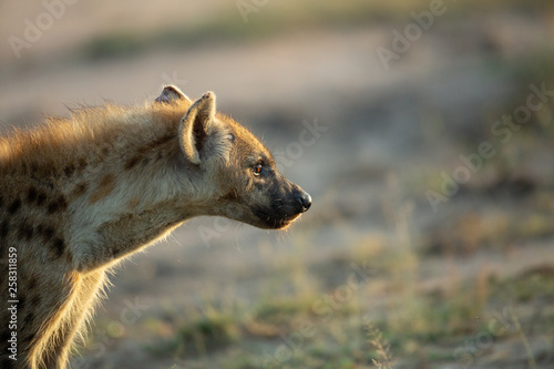 A nervous young hyaena that can no doubt smell the presence of a larger predator