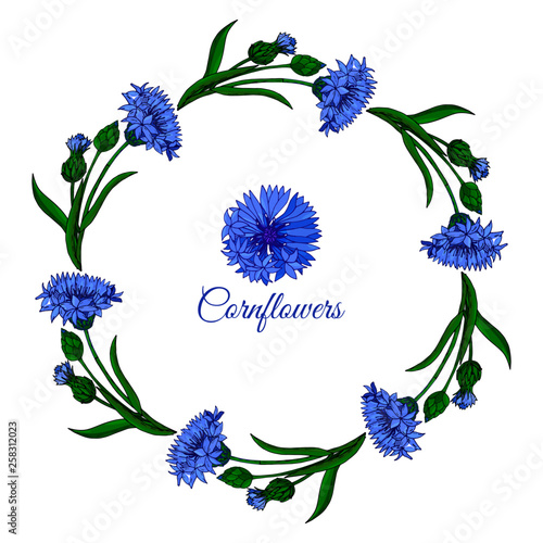 Wall Mural Floral frame with cornflower, buds and leaves on white background