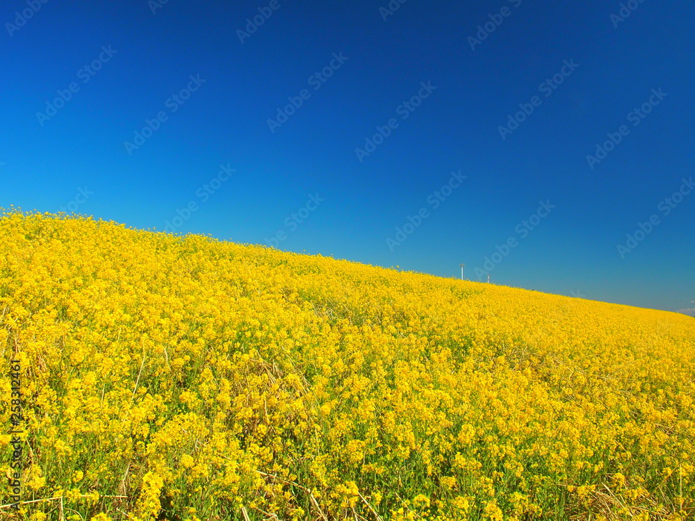 土手の枯れ草と菜の花と青空