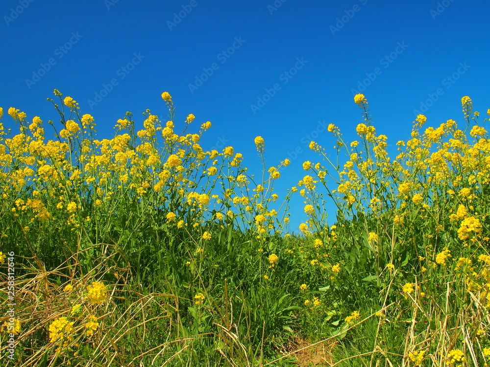 土手に咲く菜の花と青空 土手に咲く菜の花と青空