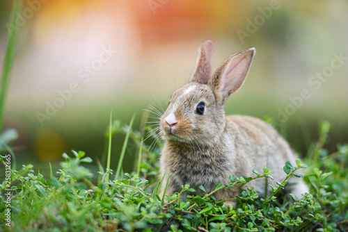 Leinwand Poster Cute rabbit sitting on green field spring meadow / Easter bunny hunt for festiva