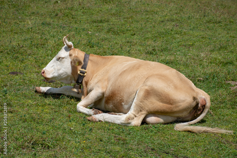 A cow with its bell sitting in the alps in a Switzerland Field enjoying the summer sun. A cow with its bell sitting in the alps in a Switzerland Field enjoying the summer sun.
