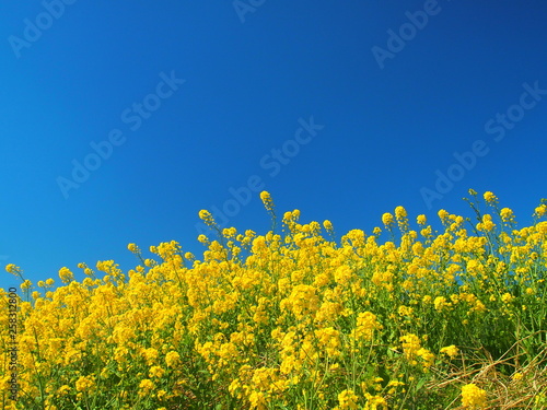 土手に咲く菜の花と青空