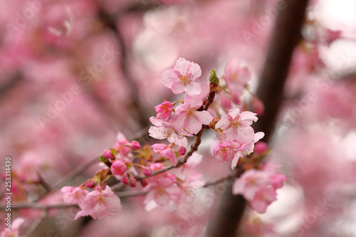 桜 © 仁 柴崎